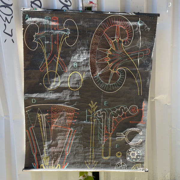 Affiche scolaire biologique Dr Auzoux années 50-60 - Anatomie