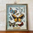 Planche de papillons imprimée Collection M.F.