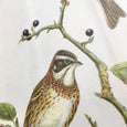Illustration ornithologique Emberiza Rustica