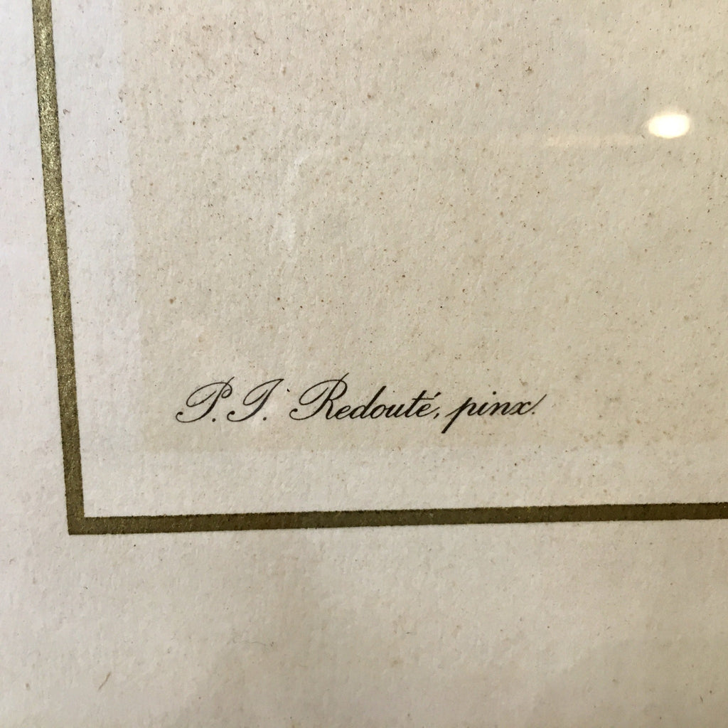 Illustration rose rose encadrement doré