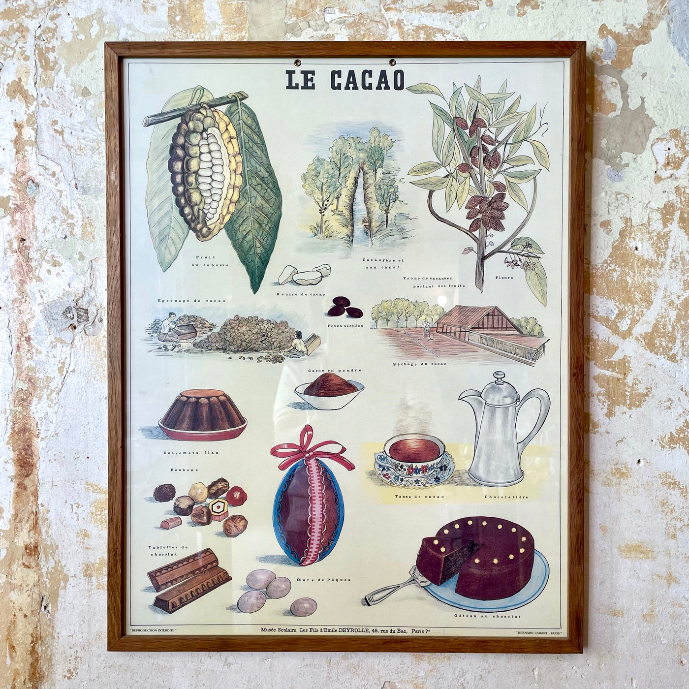 Affiche pédagogique Deyrolle - Le cacao