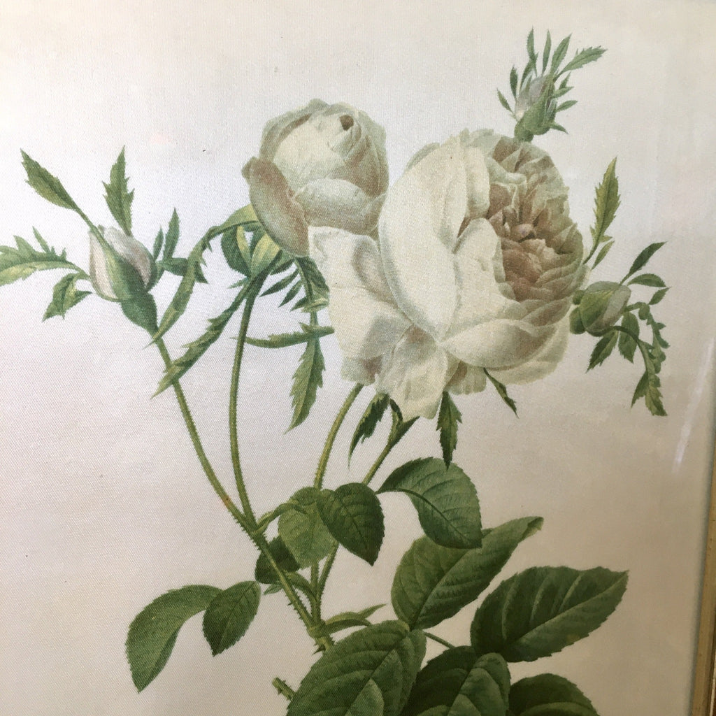 Peinture sur soie Rosa centifolia foliacea cadre doré