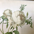 Peinture sur soie Rosa centifolia foliacea cadre doré