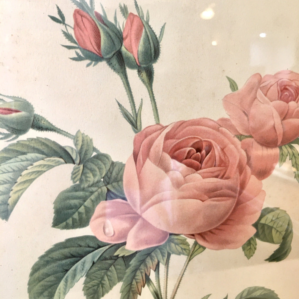 Illustration rose rose encadrement doré