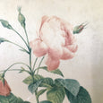 Peinture sur soie Rosa redinata flore sub multiplici cadre doré