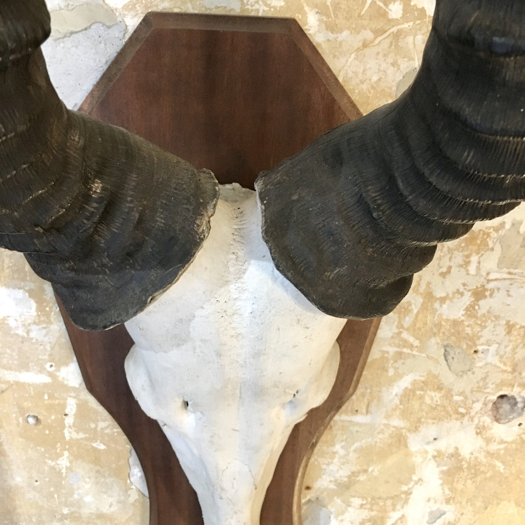 Trophée de chasse antilope bubale roux