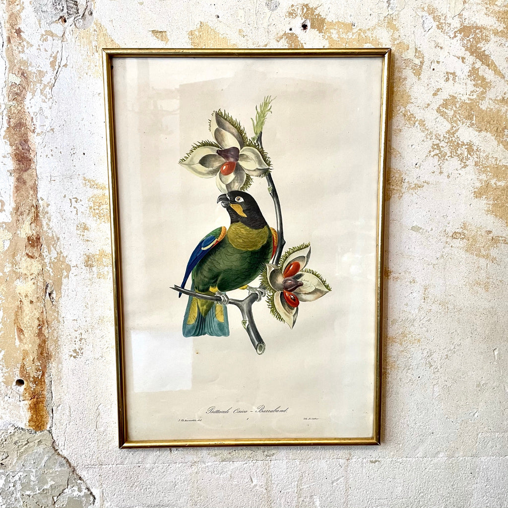 Lithographie Perroquet 