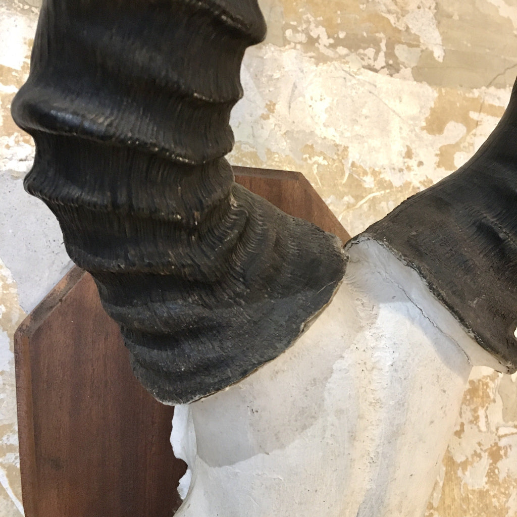 Trophée de chasse antilope bubale roux