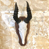 Trophée de chasse antilope bubale roux