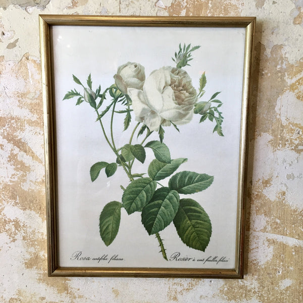 Peinture sur soie Rosa centifolia foliacea cadre doré