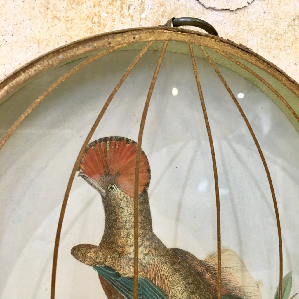 Décoration murale cage dorée oiseau Moucherolle Royal