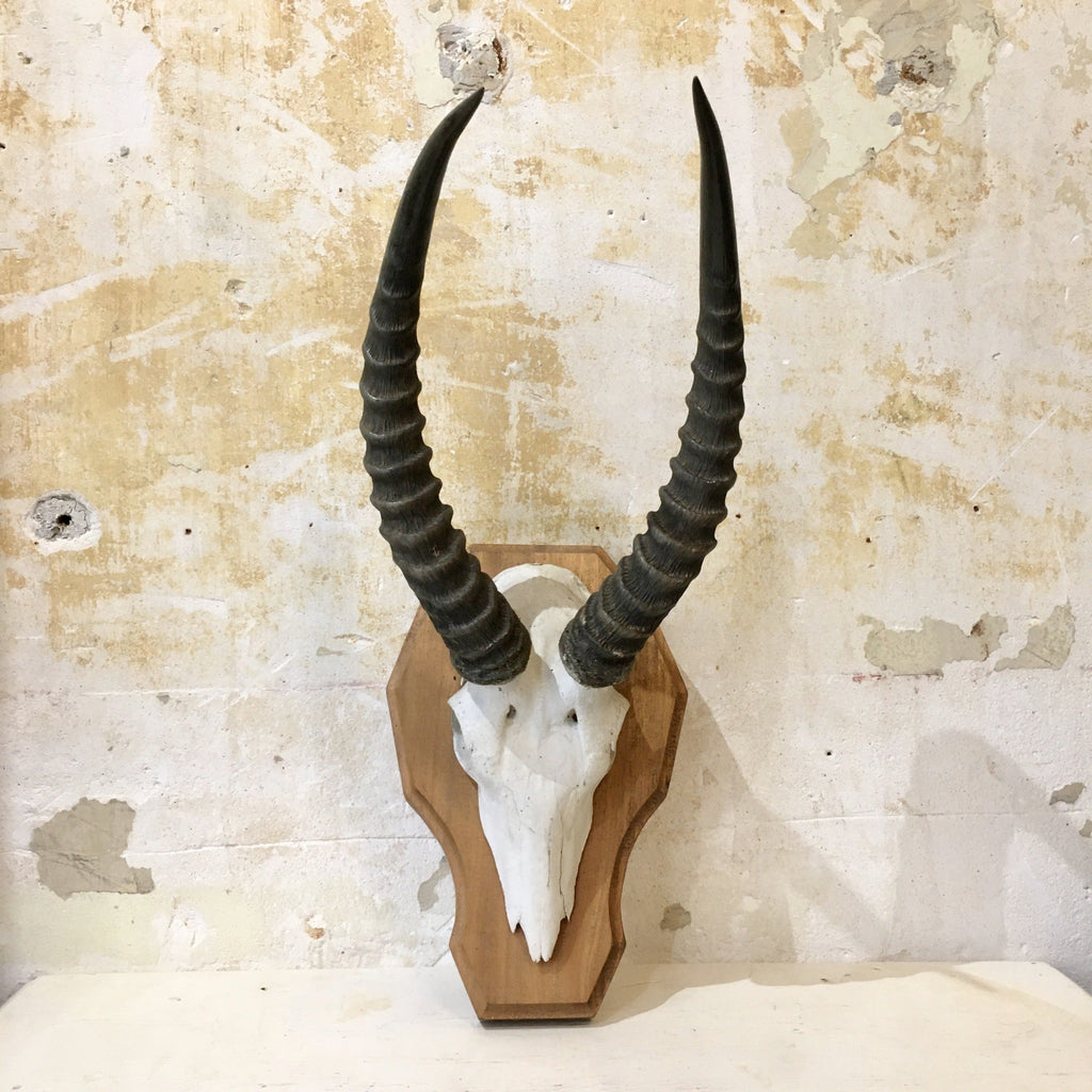 Massacre africain : trophée corne de gazelle Dama ou biche de Robert