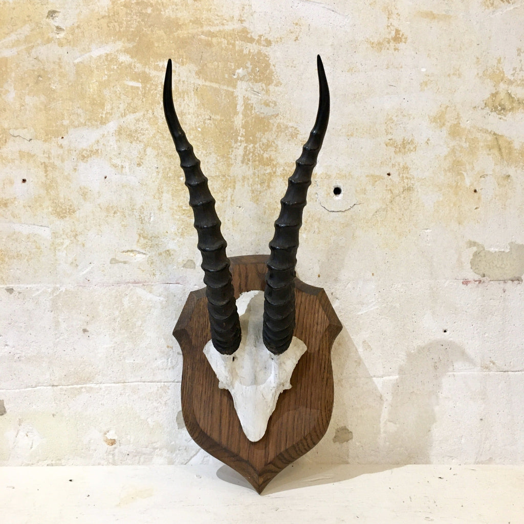 Trophée de chasse africaine : frontal de gazelle Dorcas
