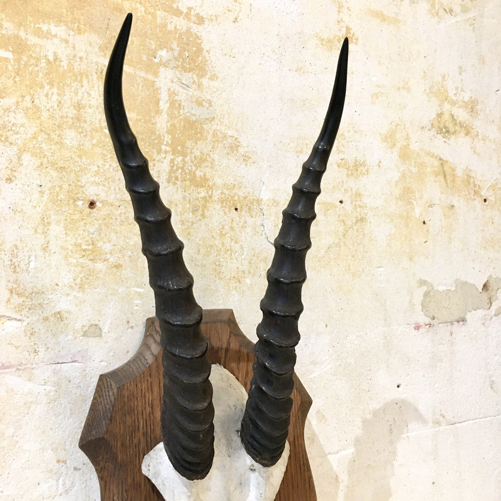 Trophée de chasse africaine : frontal de gazelle Dorcas