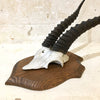 Trophée de chasse africaine : frontal de gazelle Dorcas
