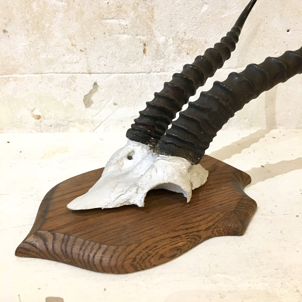 Trophée de chasse africaine : frontal de gazelle Dorcas