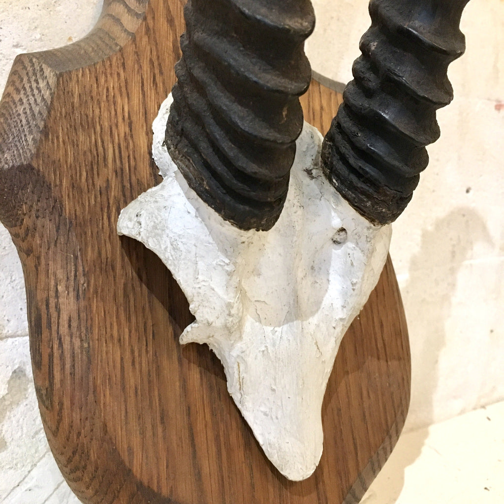 Trophée de chasse africaine : frontal de gazelle Dorcas