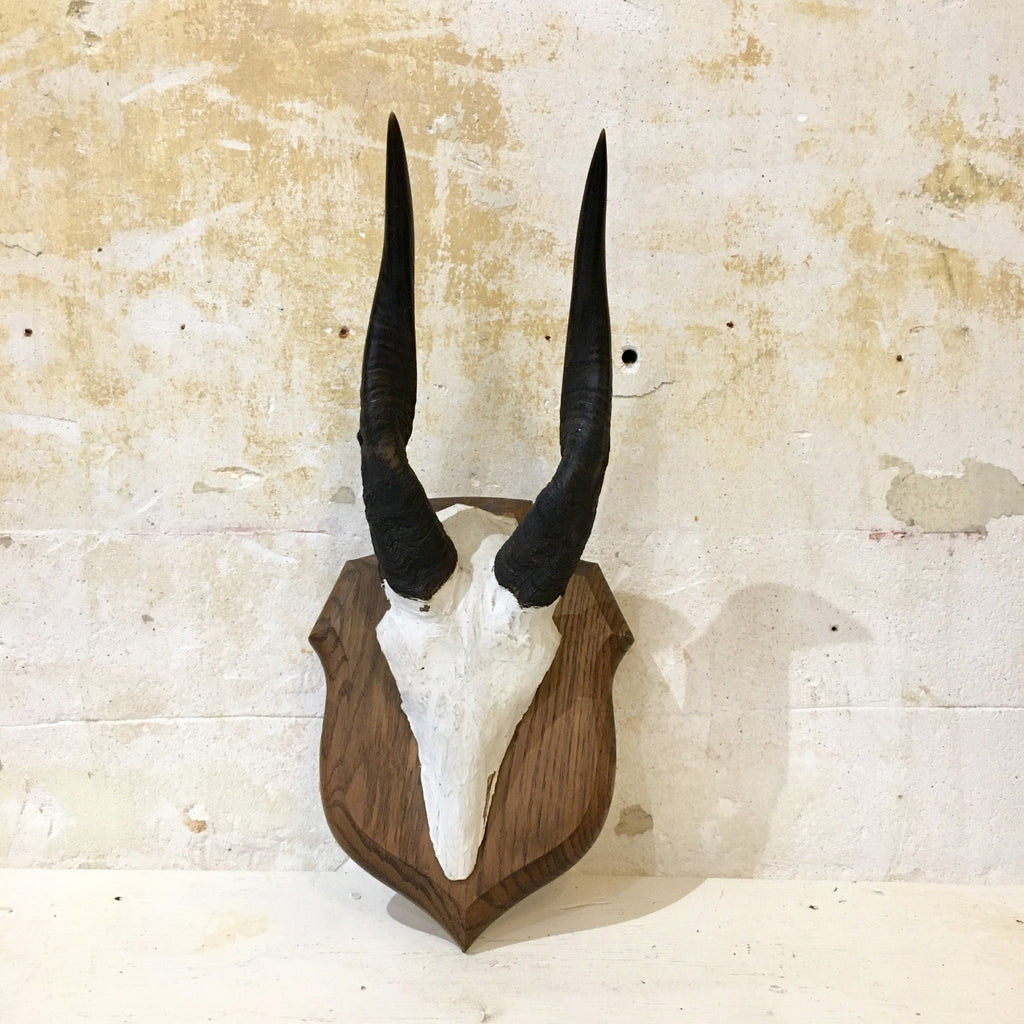 Trophée frontal, cornes de guib harnaché monté sur un écusson en bois