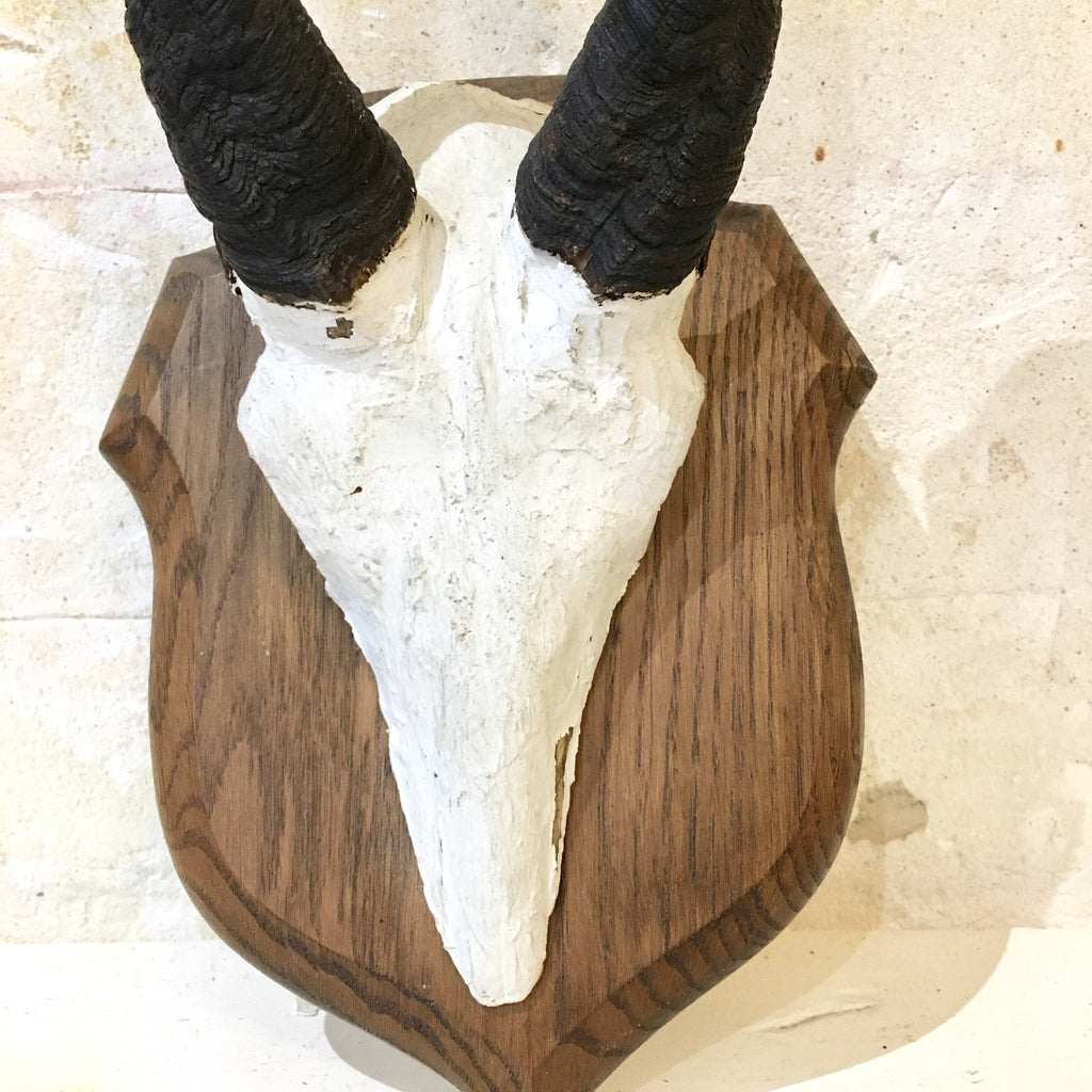 Trophée frontal, cornes de guib harnaché monté sur un écusson en bois