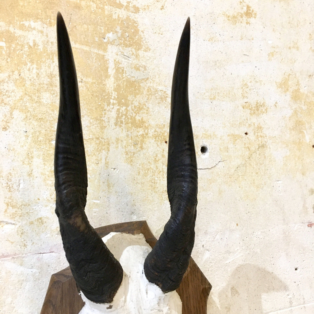 Trophée frontal, cornes de guib harnaché monté sur un écusson en bois