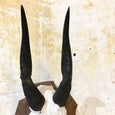 Trophée frontal, cornes de guib harnaché monté sur un écusson en bois