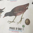 Affiche plastifiée Oiseaux Diurnes et Nocturnes 1974