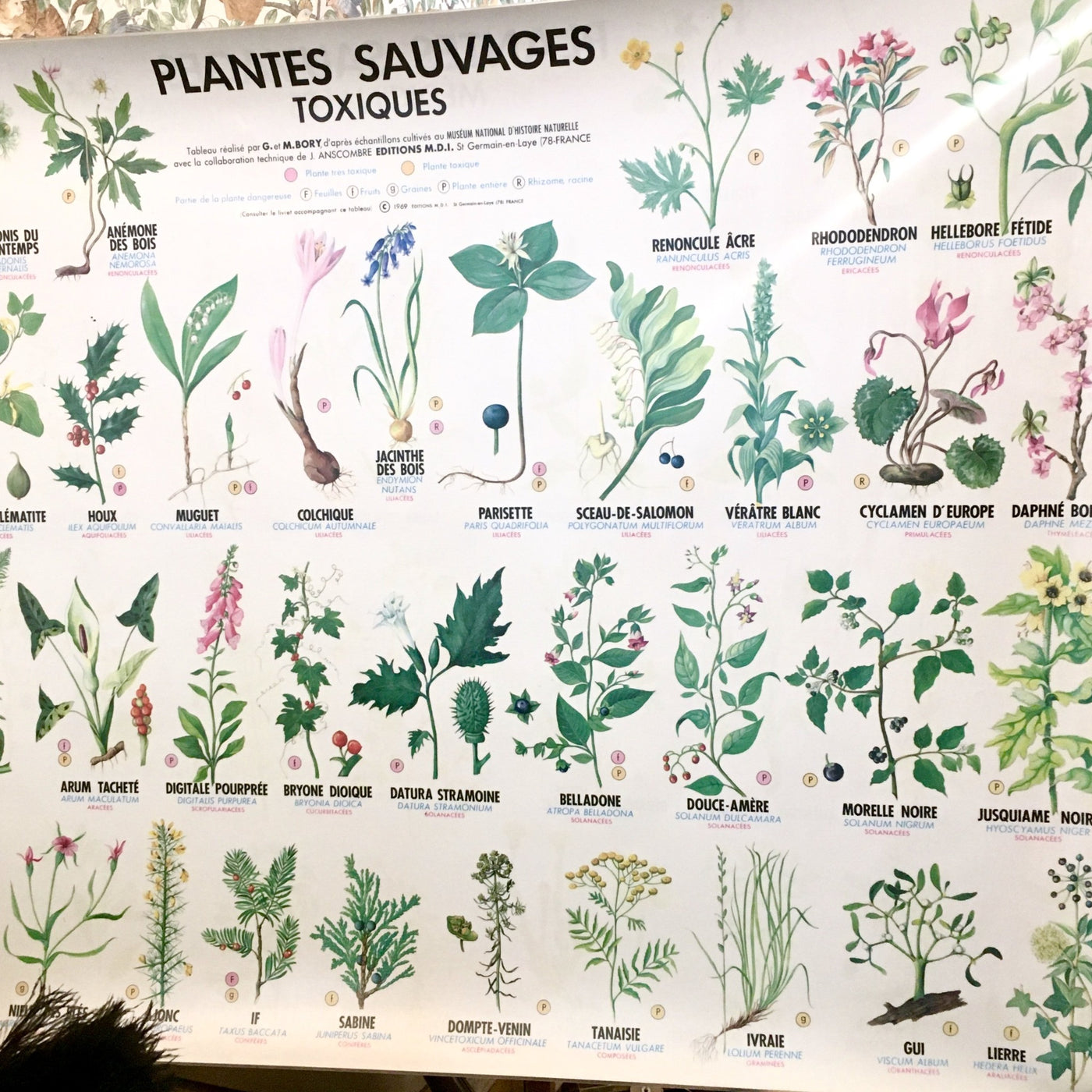 Affiche originale plastifiée 1974 Plantes médicinales 