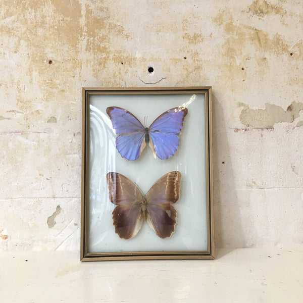 Cadre rectangulaire bombé papillons naturalisés