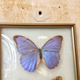 Cadre rectangulaire bombé papillons naturalisés
